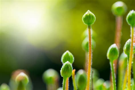 budding pokies|Girlology, Inc. » What to Expect When Breasts Bud.